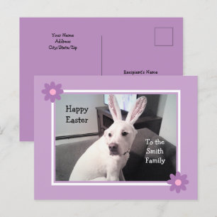 Cute White Puppy Dog Wearing Easter Bunny Ears Postcard