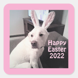 Cute White Puppy Dog Wearing Easter Bunny Ears Square Sticker