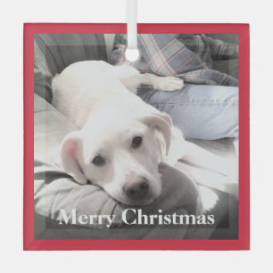 Cute White Puppy Dog With Dad on Couch Red Glass Tree Decoration