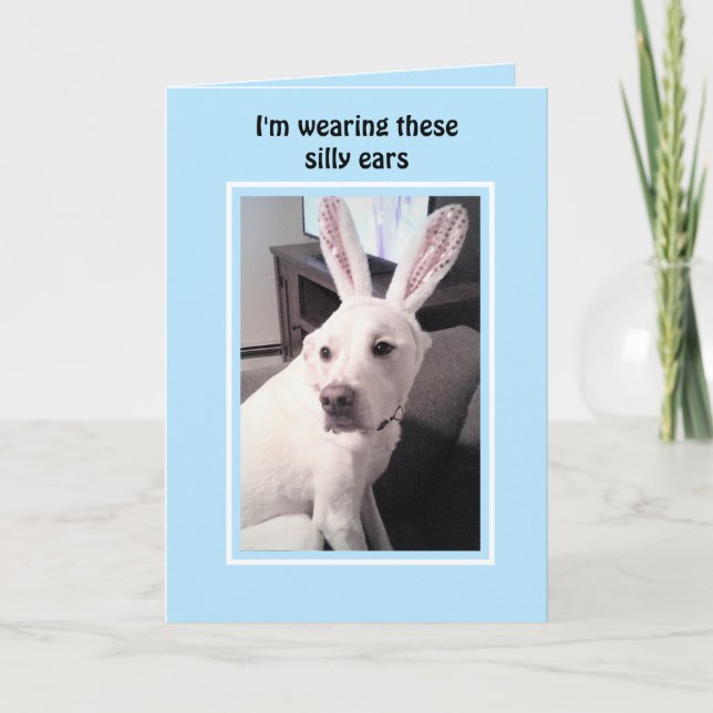 Cute White Puppy Dog With Easter Bunny Ears Blue Holiday Card (Front)