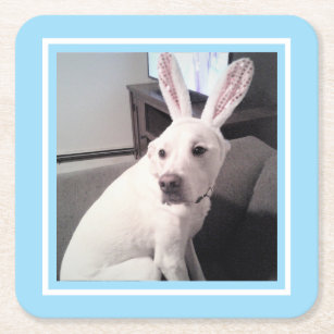 Cute White Puppy Dog With Easter Bunny Ears Blue Square Paper Coaster