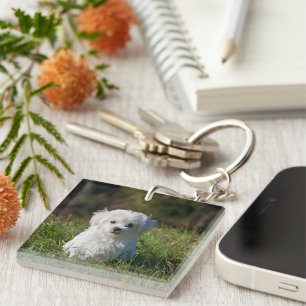 Cute white puppy key ring