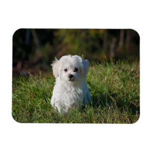 Cute white puppy magnet