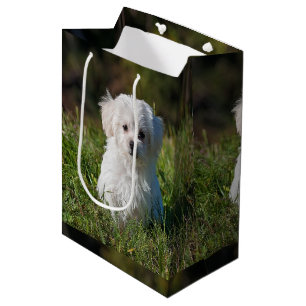 Cute white puppy medium gift bag