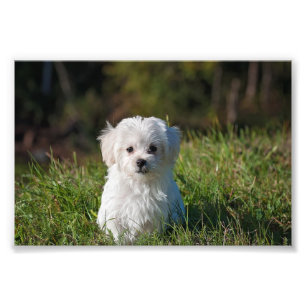Cute white puppy photo print