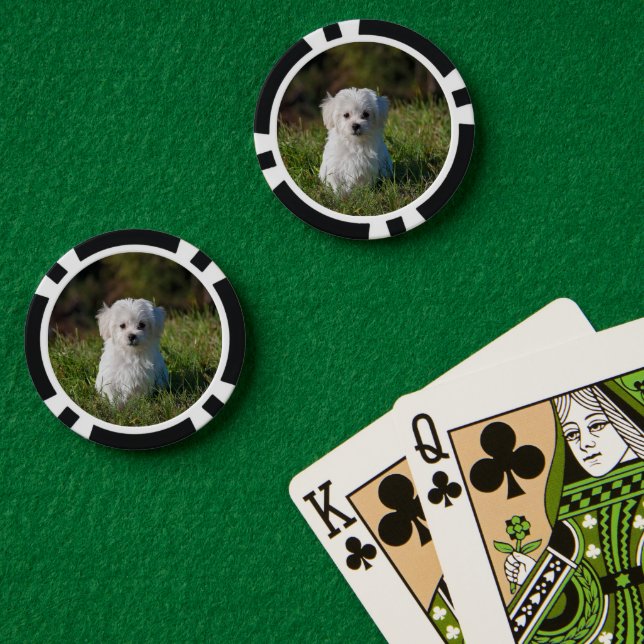 Cute white puppy poker chips (Poker Table (Double))