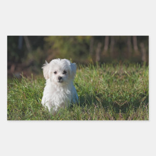 Cute white puppy rectangular sticker