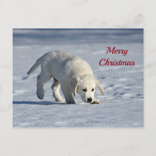 Cute White Puppy Snow Photo Christmas Postcard