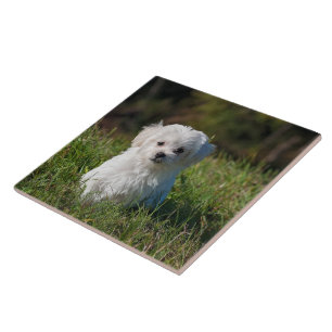 Cute white puppy tile