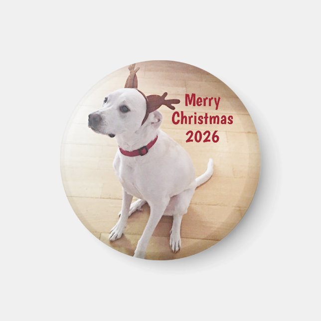 Cute White Reindeer Dog Photo Merry Christmas Magnet (Front)