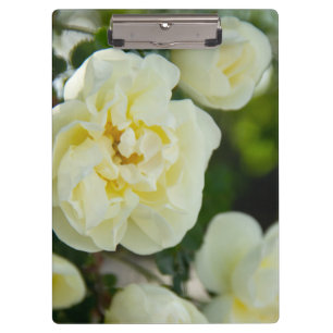 Cute white roses for positive   clipboard