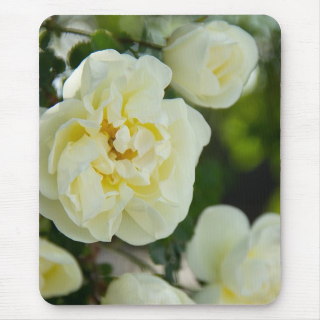 Cute white roses for positive    mouse mat (Front)