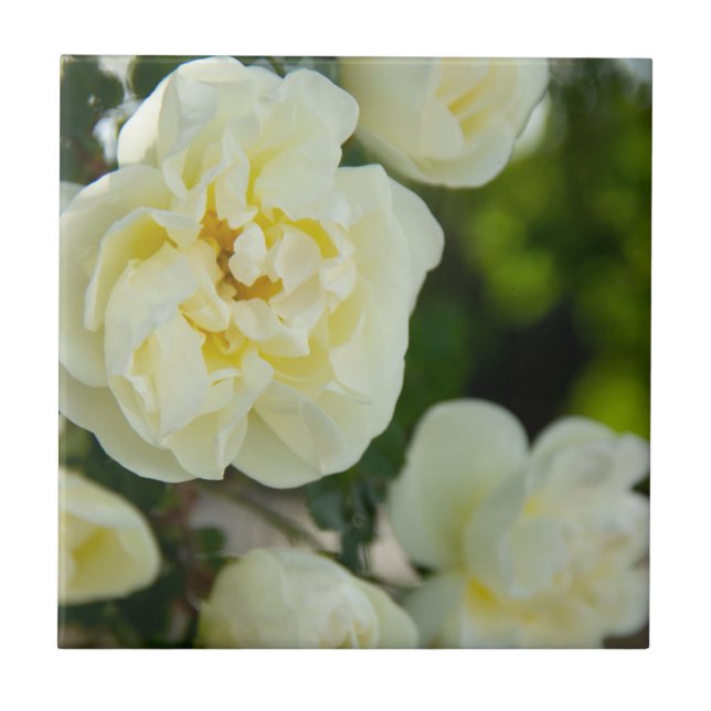 Cute white roses for positive   tile (Front)