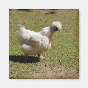 Cute White Silky Bantam Chicken Walk Magnet