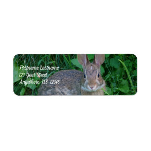 Cute Wild Brown Rabbit Wildlife Address