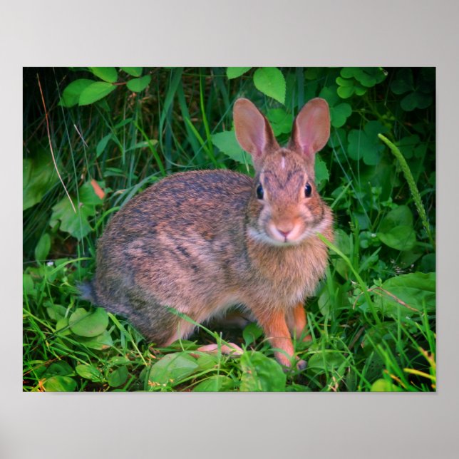 Cute Wild Brown Rabbit Wildlife Poster (Front)