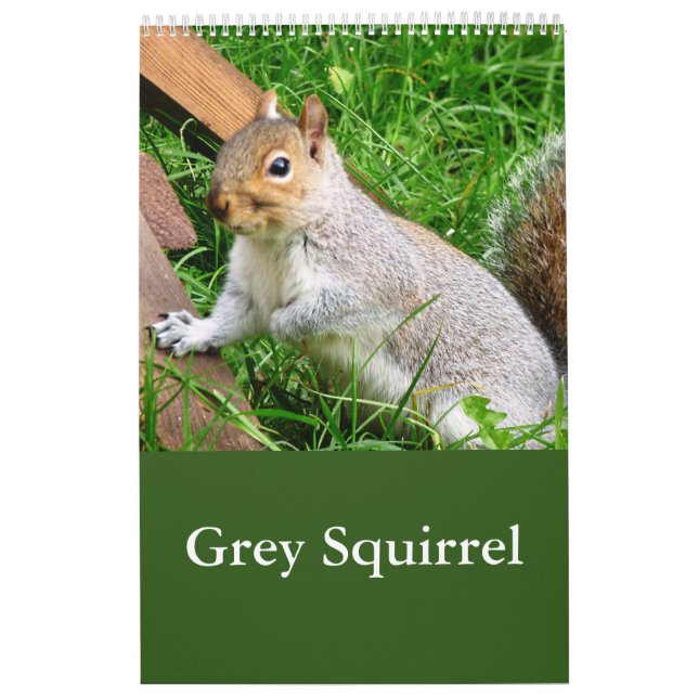 Cute Wild Grey Squirrel (UK ) Calendar (Cover)