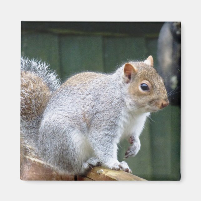 Cute Wild Grey Squirrel (UK ) Magnet (Front)