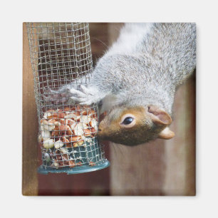 Cute Wild Grey Squirrel (UK ) Magnet