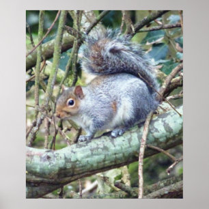 Cute Wild Grey Squirrel (UK ) Poster