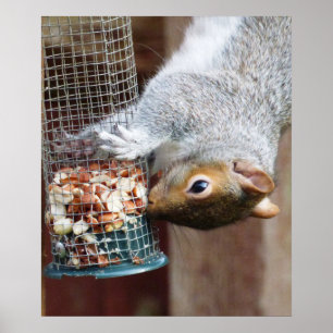 Cute Wild Grey Squirrel (UK ) Poster