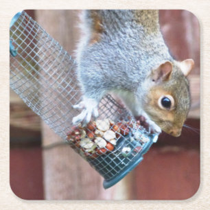 Cute Wild Grey Squirrel (UK ) Square Paper Coaster