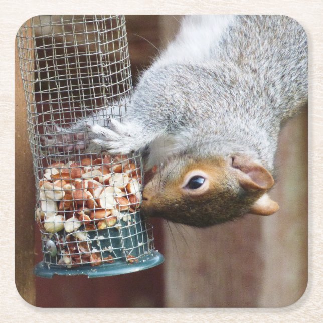 Cute Wild Grey Squirrel (UK ) Square Paper Coaster (Front)
