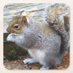 Cute Wild Grey Squirrel (UK ) Square Paper Coaster