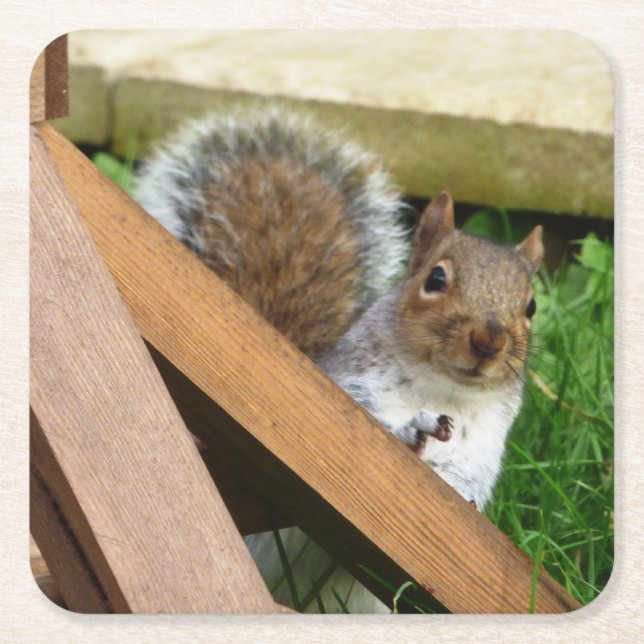 Cute Wild Grey Squirrel (UK ) Square Paper Coaster (Front)