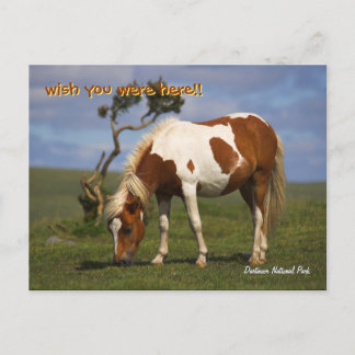 Cute Wild Pony in Dartmoor National Park Postcard