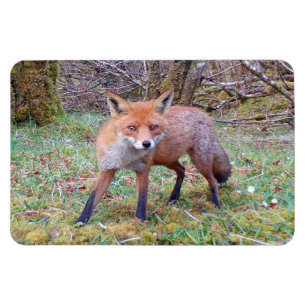Cute Wild Red Fox Woodland Flexi Photo Magnet