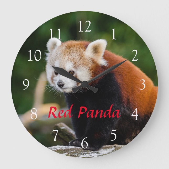 Cute Wild Red Panda Nature Photo Red Text Large Clock (Front)