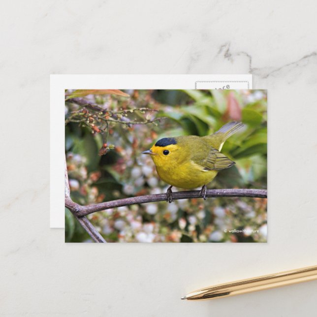 Cute Wilson's Warbler Songbird on the Grapevine Postcard (Front/Back In Situ)