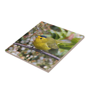 Cute Wilson's Warbler Songbird on the Grapevine Tile