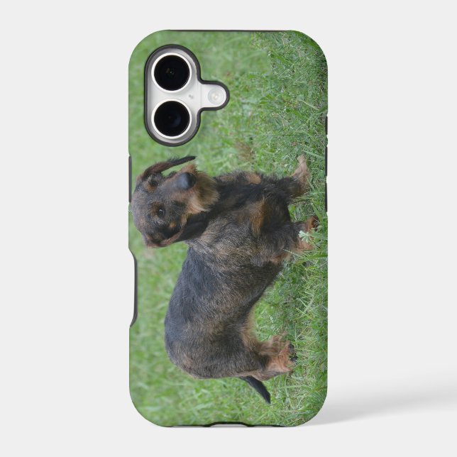 Cute Wire Haired Dachshund (Back)