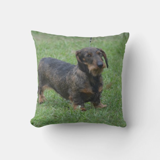 Cute Wire Haired Dachshund Cushion (Front)