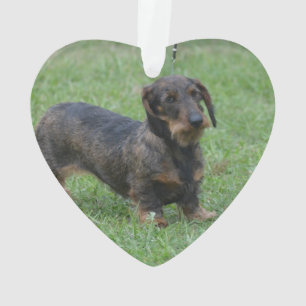 Cute Wire Haired Dachshund Ornament
