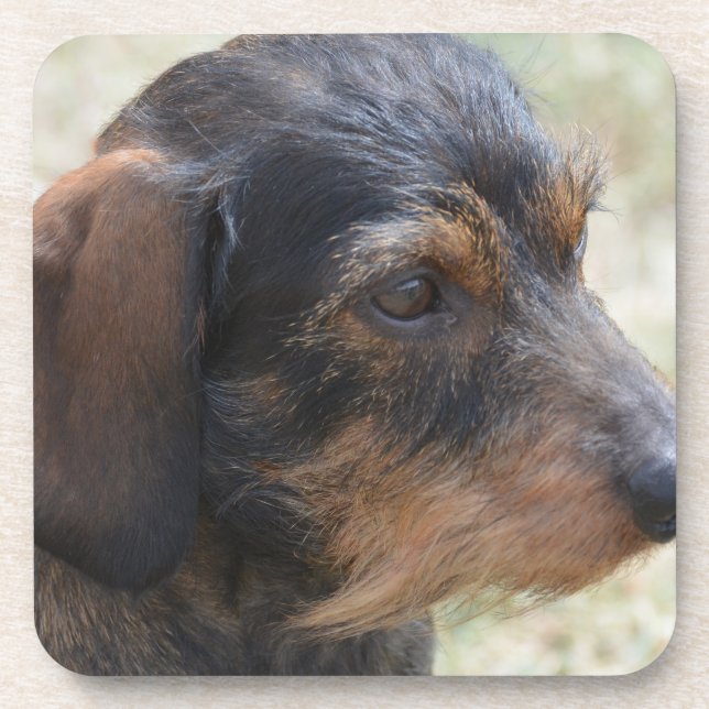 Cute Wire Haired Dashchund Coaster (Front)