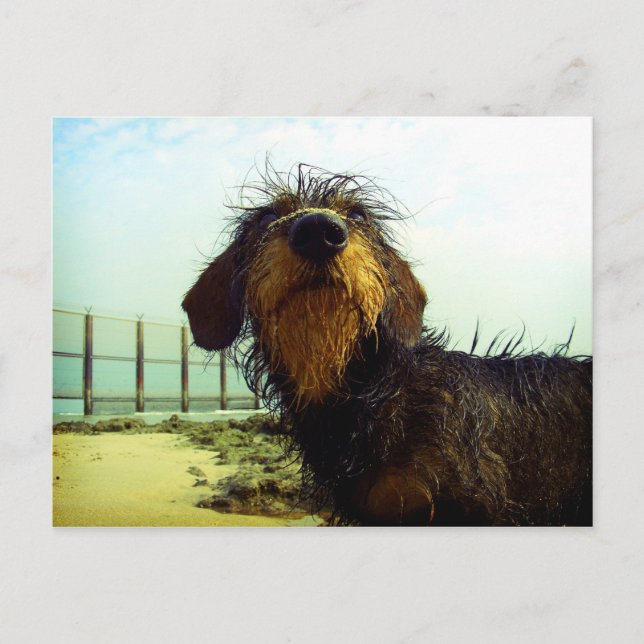 Cute wiredhair Dachshund at the beach Postcard (Front)