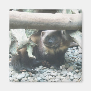 Cute Wolverine Magnet
