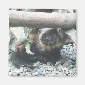 Cute Wolverine Magnet