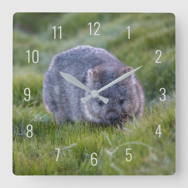 Cute Wombat Wildlife Animal Australia Green Square Wall Clock (Front)