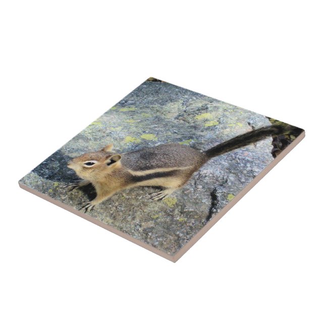 Cute Woodland Chipmunk Rodent Wildlife Photography Tile (Side)