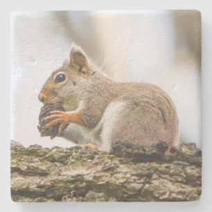 Cute Woodland Squirrel Nature Stone Coaster