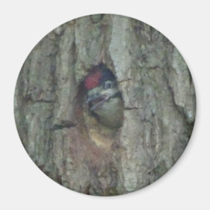 Cute Woodpecker Youngling Magnet