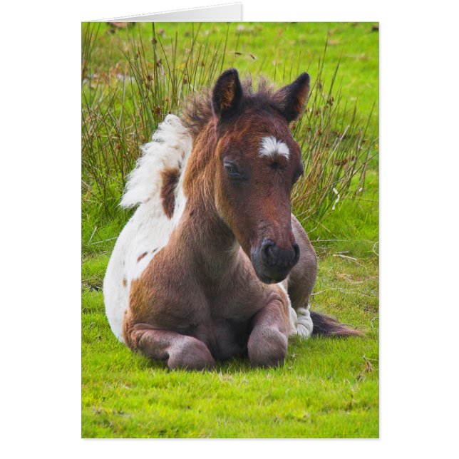 Cute Yearling Foal blank notelet / card (Front)