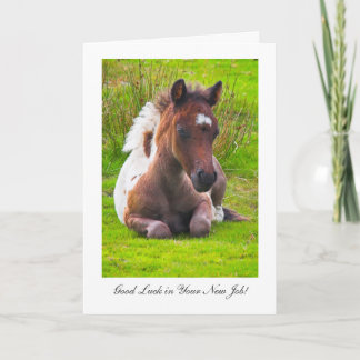 Cute Yearling Foal - Good Luck in Your New Job Card