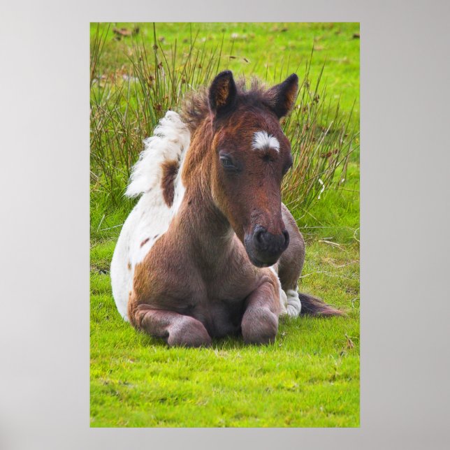 Cute Yearling Foal poster print (Front)