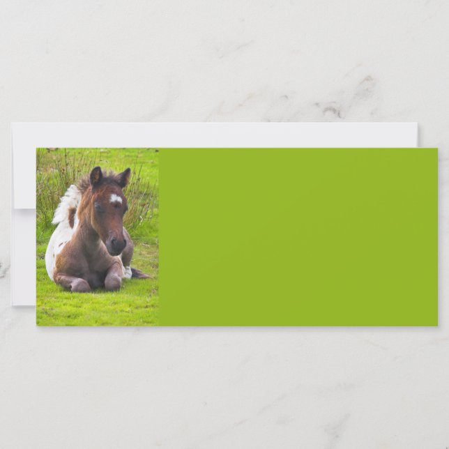 Cute Yearling Foal rack cards (Front)