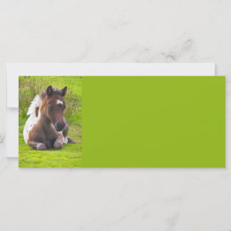 Cute Yearling Foal rack cards